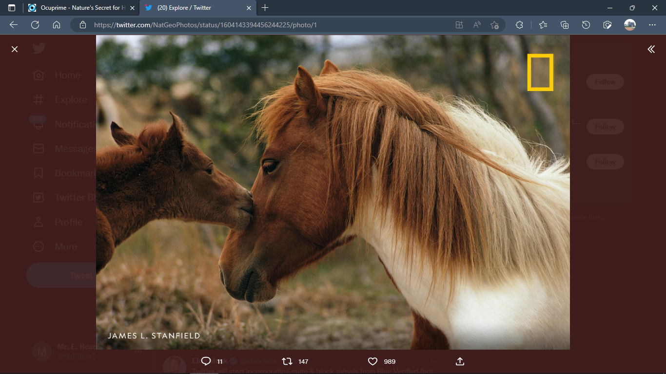 A picture containing text, horse, mammal, standing

Description automatically generated